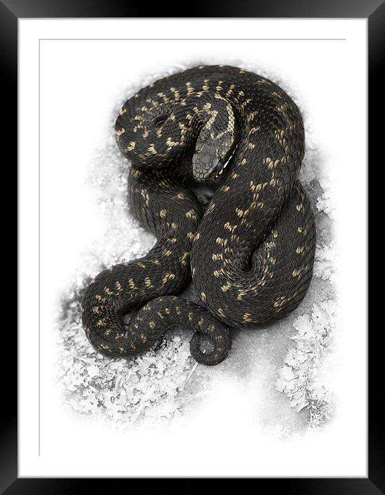 European Adder Framed Mounted Print by Natures' Canvas: Wall Art  & Prints by Andy Astbury