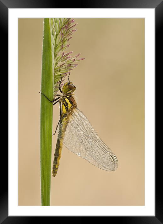 Dragonfly Framed Mounted Print by Natures' Canvas: Wall Art  & Prints by Andy Astbury