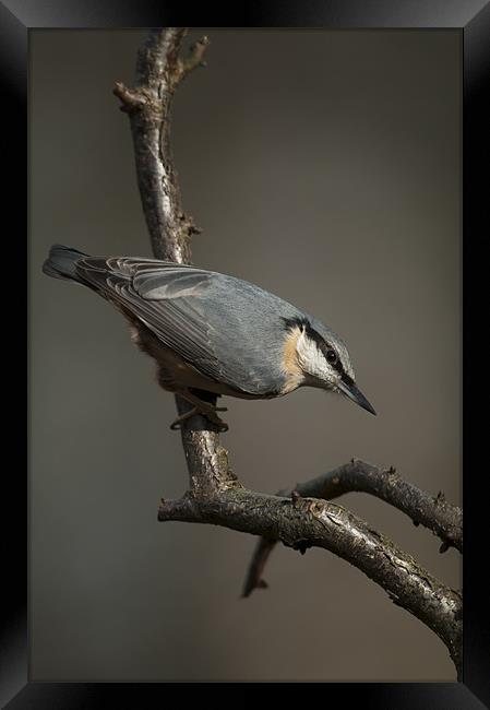 Nuthatch Framed Print by Natures' Canvas: Wall Art  & Prints by Andy Astbury