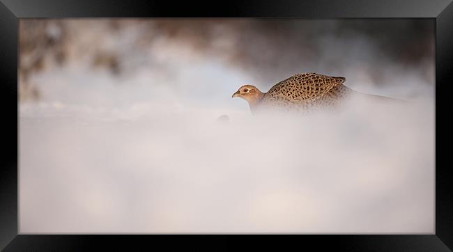 Hen Pheasant Framed Print by Natures' Canvas: Wall Art  & Prints by Andy Astbury