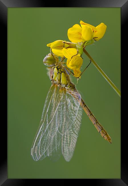 Common Darter Dragonfly Framed Print by Natures' Canvas: Wall Art  & Prints by Andy Astbury
