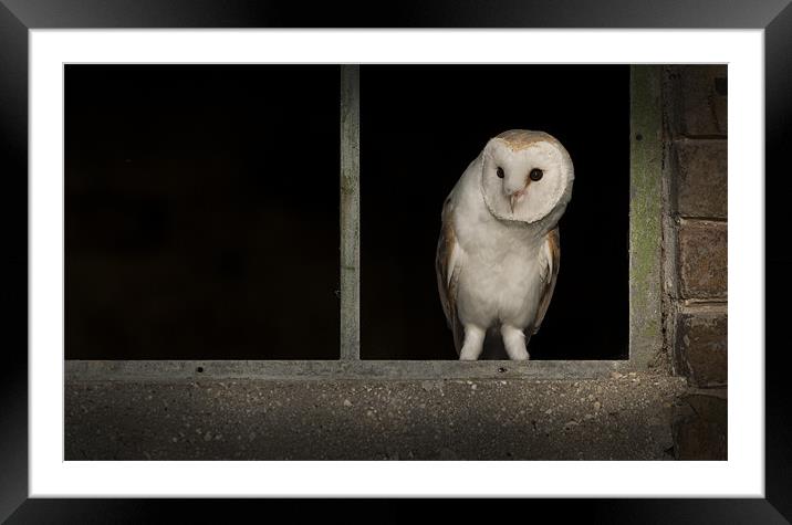 Barn Owl in Window Framed Mounted Print by Natures' Canvas: Wall Art  & Prints by Andy Astbury