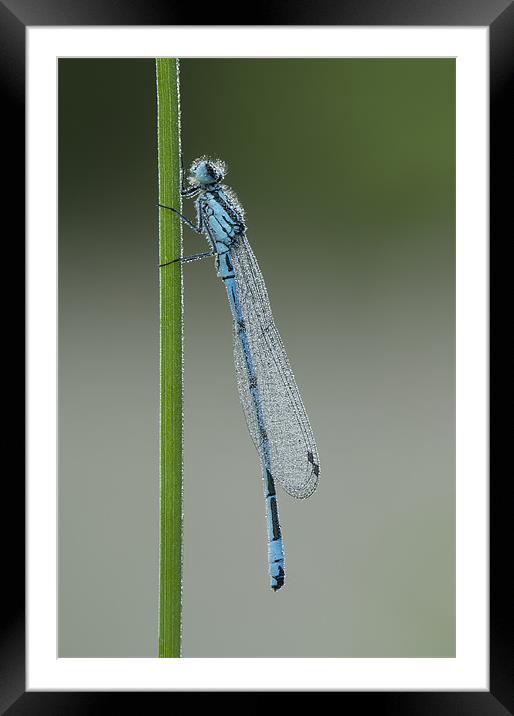 Azure Damselfly Framed Mounted Print by Natures' Canvas: Wall Art  & Prints by Andy Astbury