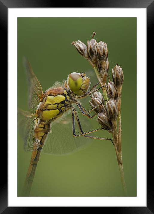 Male Common Darter Framed Mounted Print by Natures' Canvas: Wall Art  & Prints by Andy Astbury