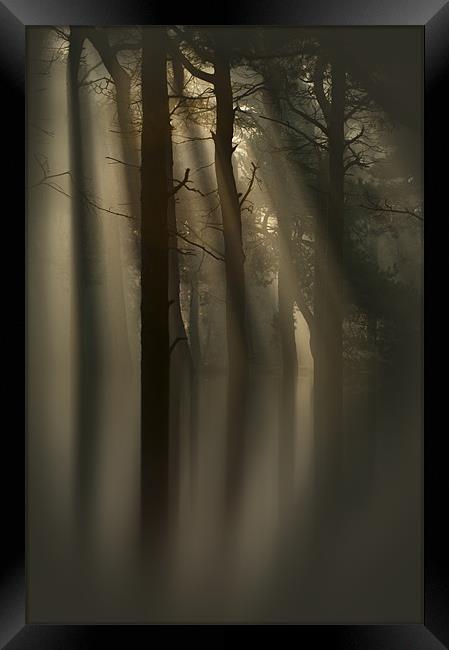 Trees and Light Framed Print by Natures' Canvas: Wall Art  & Prints by Andy Astbury