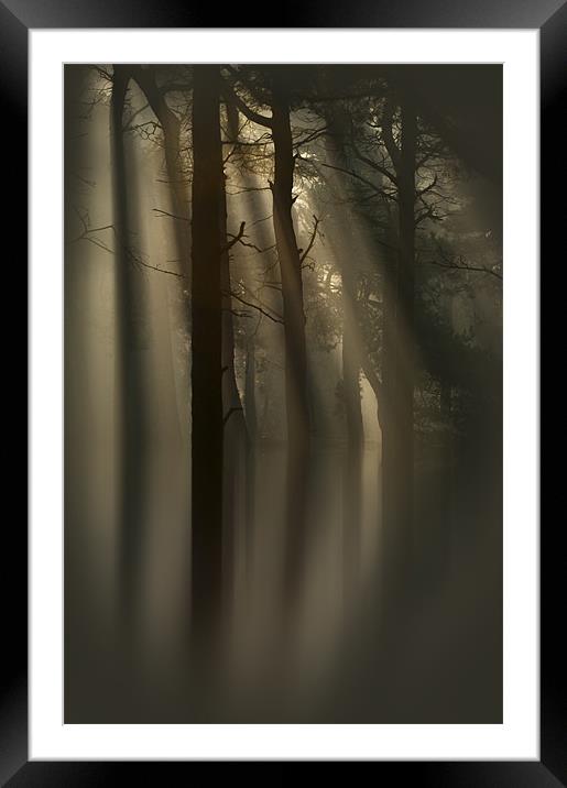 Trees and Light Framed Mounted Print by Natures' Canvas: Wall Art  & Prints by Andy Astbury