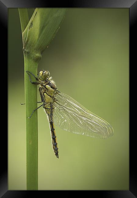 Four Spotted Chaser Framed Print by Natures' Canvas: Wall Art  & Prints by Andy Astbury