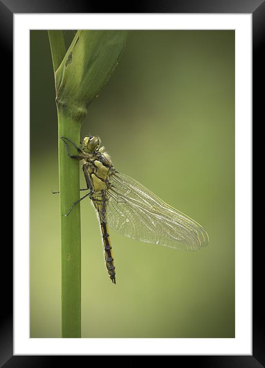 Four Spotted Chaser Framed Mounted Print by Natures' Canvas: Wall Art  & Prints by Andy Astbury