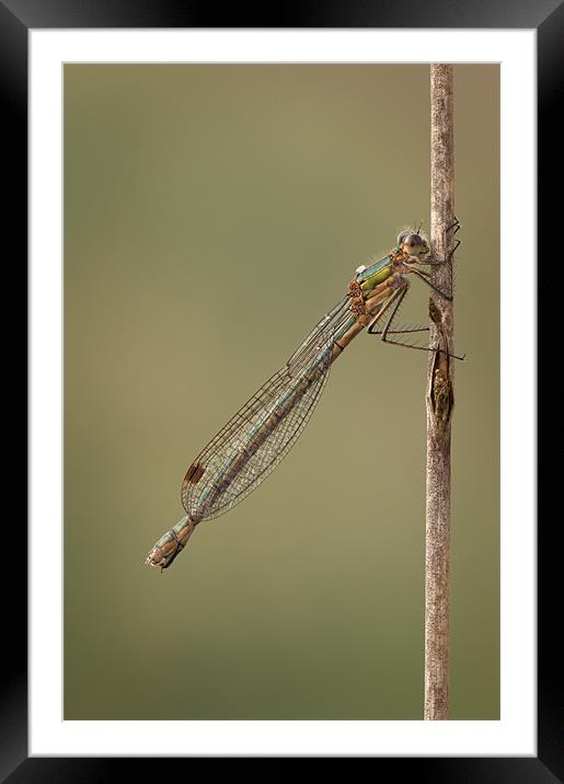 Female Emerald Damselfly Framed Mounted Print by Natures' Canvas: Wall Art  & Prints by Andy Astbury