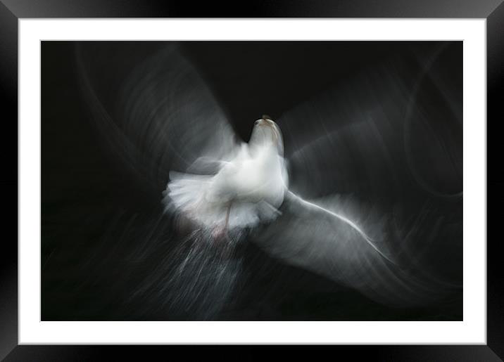 Herring Gull Abstract Framed Mounted Print by Natures' Canvas: Wall Art  & Prints by Andy Astbury