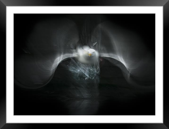 Herring Gull Flight Abstract Framed Mounted Print by Natures' Canvas: Wall Art  & Prints by Andy Astbury
