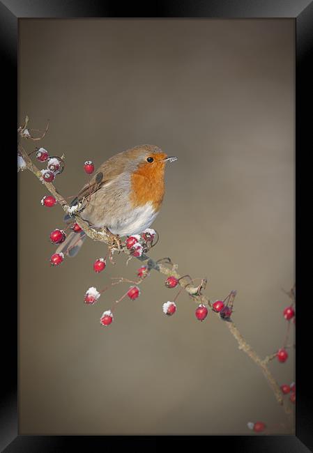Robin's Berries Framed Print by Natures' Canvas: Wall Art  & Prints by Andy Astbury