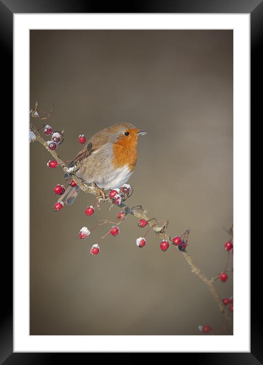 Robin's Berries Framed Mounted Print by Natures' Canvas: Wall Art  & Prints by Andy Astbury