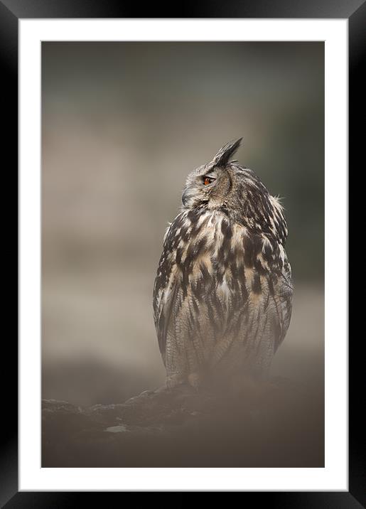 Eagle Owl Framed Mounted Print by Natures' Canvas: Wall Art  & Prints by Andy Astbury