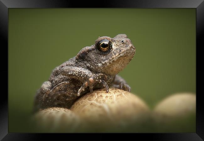 Common Toad Framed Print by Natures' Canvas: Wall Art  & Prints by Andy Astbury