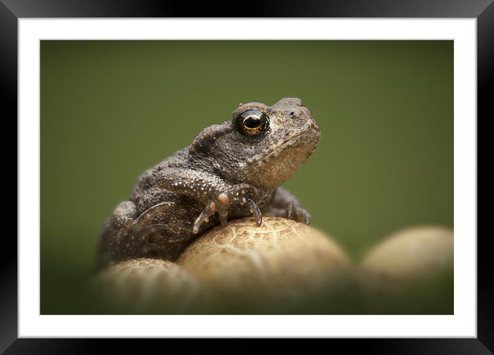 Common Toad Framed Mounted Print by Natures' Canvas: Wall Art  & Prints by Andy Astbury