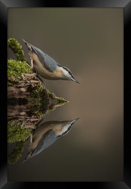 Nuthatch Reflection Framed Print by Natures' Canvas: Wall Art  & Prints by Andy Astbury