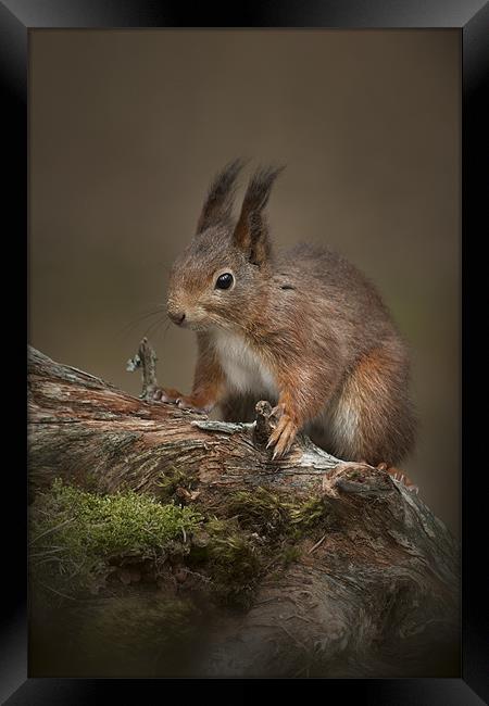 I'm cute.....so Feed Me Framed Print by Natures' Canvas: Wall Art  & Prints by Andy Astbury