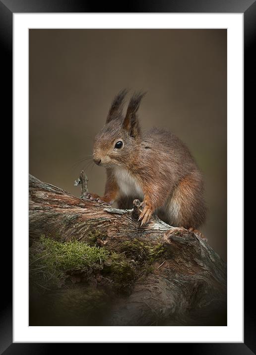 I'm cute.....so Feed Me Framed Mounted Print by Natures' Canvas: Wall Art  & Prints by Andy Astbury