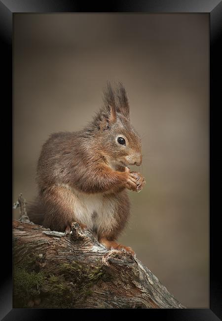 Got Nuts Framed Print by Natures' Canvas: Wall Art  & Prints by Andy Astbury