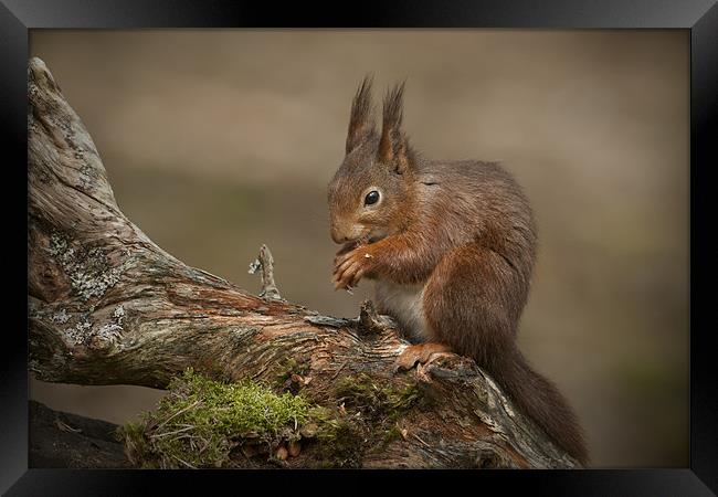 Red Squirrel Framed Print by Natures' Canvas: Wall Art  & Prints by Andy Astbury
