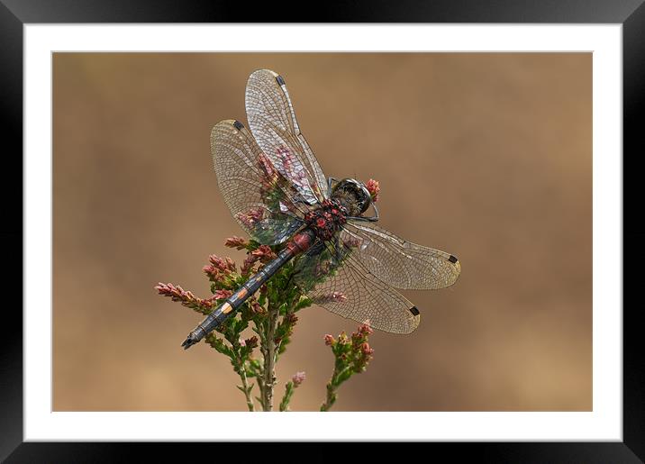 WHITE-FACED DARTER DRAGONFLY Framed Mounted Print by Natures' Canvas: Wall Art  & Prints by Andy Astbury