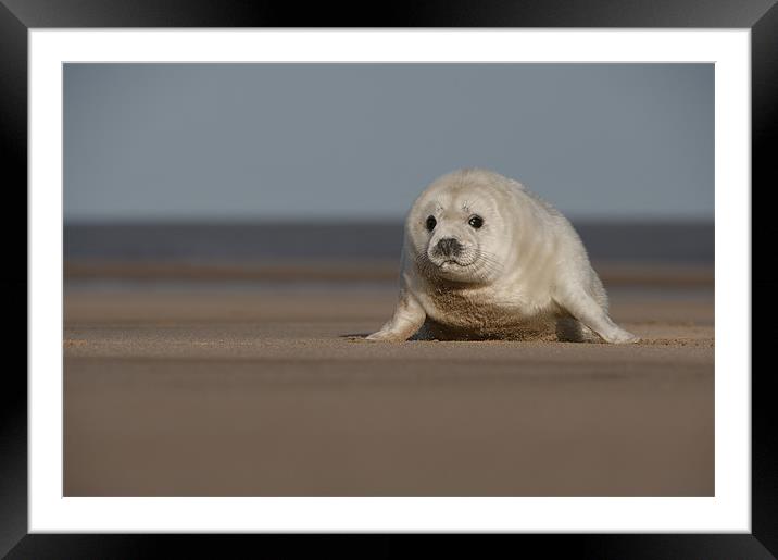 Grey Seal Pup Framed Mounted Print by Natures' Canvas: Wall Art  & Prints by Andy Astbury
