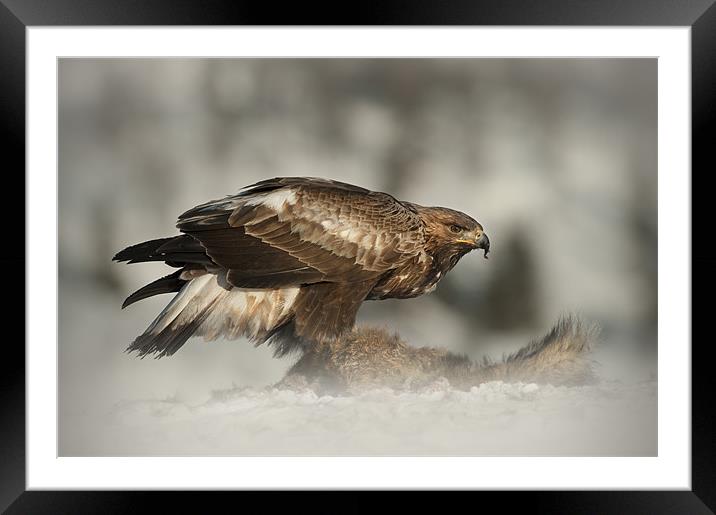 Golden Eagle Framed Mounted Print by Natures' Canvas: Wall Art  & Prints by Andy Astbury