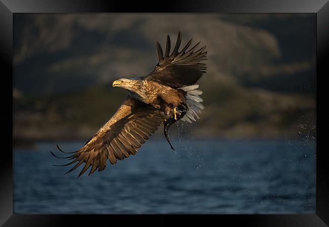White-tailed Eagle in flight Framed Print by Natures' Canvas: Wall Art  & Prints by Andy Astbury