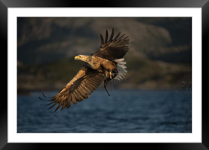 White-tailed Eagle in flight Framed Mounted Print by Natures' Canvas: Wall Art  & Prints by Andy Astbury