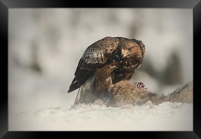 Golden Eagle Framed Print by Natures' Canvas: Wall Art  & Prints by Andy Astbury