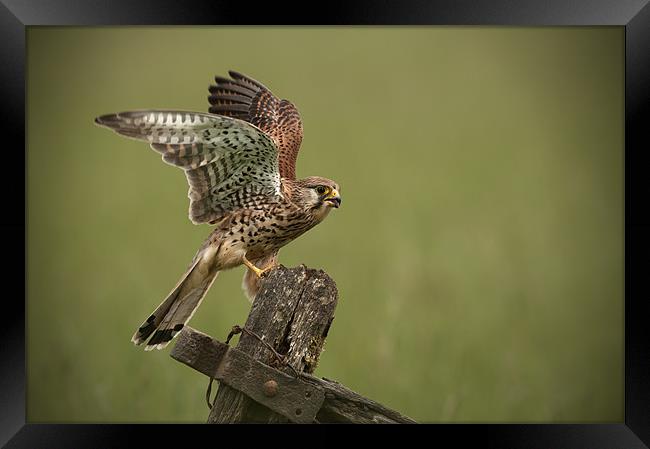 Kestrel Framed Print by Natures' Canvas: Wall Art  & Prints by Andy Astbury