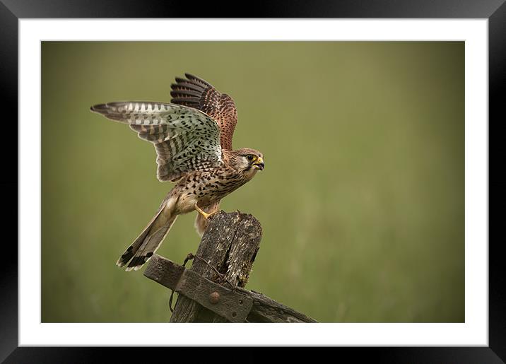 Kestrel Framed Mounted Print by Natures' Canvas: Wall Art  & Prints by Andy Astbury