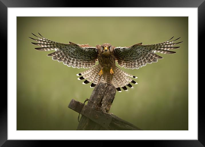 Final Approach (Springwatch red button) Framed Mounted Print by Natures' Canvas: Wall Art  & Prints by Andy Astbury