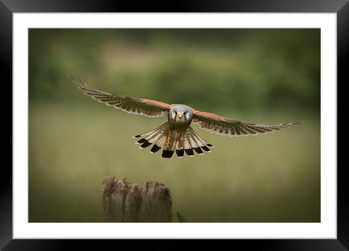 The Male of The Species Framed Mounted Print by Natures' Canvas: Wall Art  & Prints by Andy Astbury