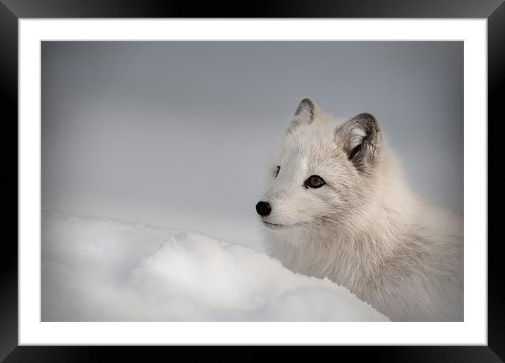 Arctic Fox Framed Mounted Print by Natures' Canvas: Wall Art  & Prints by Andy Astbury