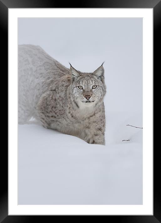Eurasian Lynx Framed Mounted Print by Natures' Canvas: Wall Art  & Prints by Andy Astbury