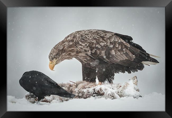 Eagle and Raven Framed Print by Natures' Canvas: Wall Art  & Prints by Andy Astbury