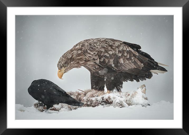 Eagle and Raven Framed Mounted Print by Natures' Canvas: Wall Art  & Prints by Andy Astbury