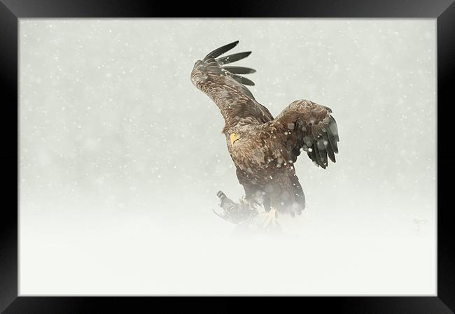 White-tailed Eagle Framed Print by Natures' Canvas: Wall Art  & Prints by Andy Astbury