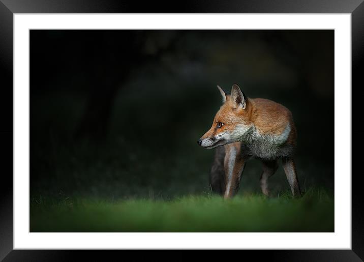Red Fox Framed Mounted Print by Natures' Canvas: Wall Art  & Prints by Andy Astbury