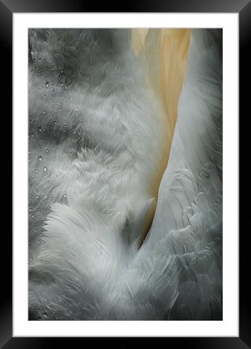 Feeding Swan Framed Mounted Print by Natures' Canvas: Wall Art  & Prints by Andy Astbury