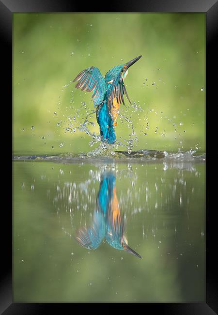Male Kingfisher Framed Print by Natures' Canvas: Wall Art  & Prints by Andy Astbury