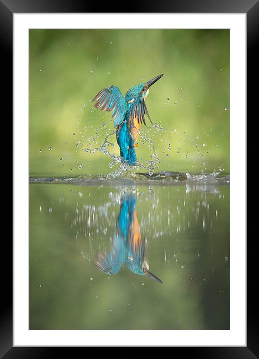 Male Kingfisher Framed Mounted Print by Natures' Canvas: Wall Art  & Prints by Andy Astbury