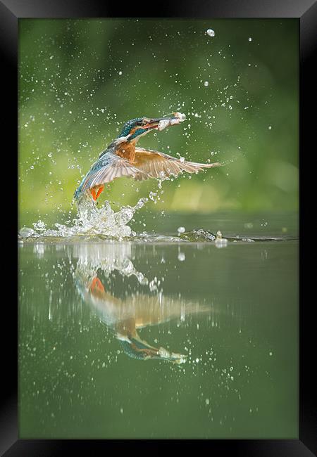 Kingfisher with catch. Framed Print by Natures' Canvas: Wall Art  & Prints by Andy Astbury