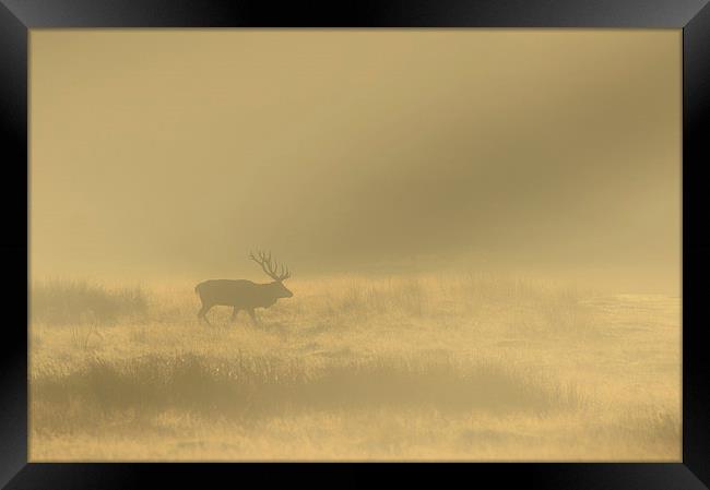 Red Stag at Sunrise Framed Print by Natures' Canvas: Wall Art  & Prints by Andy Astbury