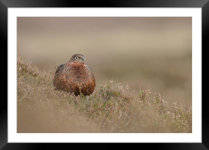 Red Grouse Framed Mounted Print by Natures' Canvas: Wall Art  & Prints by Andy Astbury