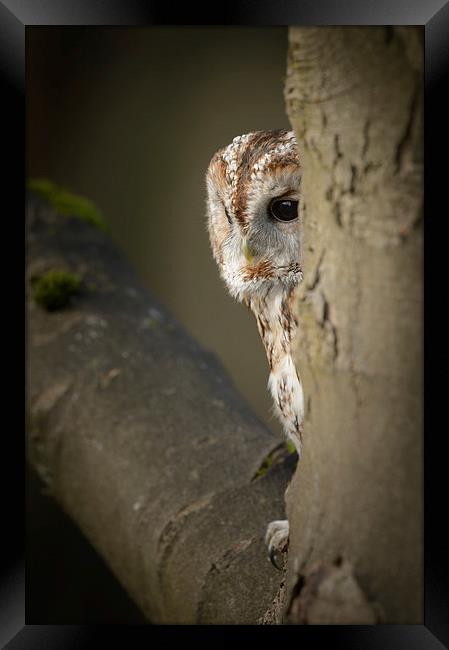 Tawny Owl Framed Print by Natures' Canvas: Wall Art  & Prints by Andy Astbury