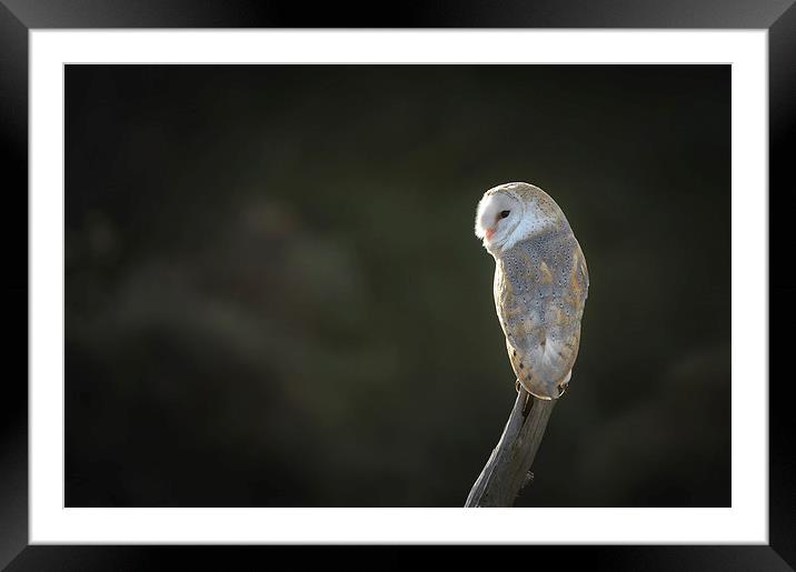 Barn Owl Framed Mounted Print by Natures' Canvas: Wall Art  & Prints by Andy Astbury