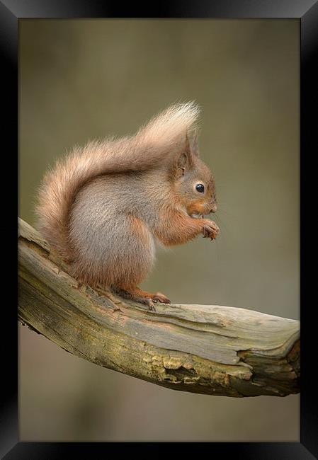 Red Squirrel Framed Print by Natures' Canvas: Wall Art  & Prints by Andy Astbury